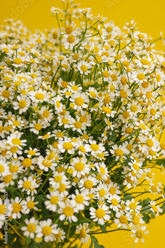 Daisy-like flowers on yellow background. Chamomile Tea Benefits Your Health concept. Close up of Tiny Chamomile Flowers. Trendy colors 2021 © KatrinaEra