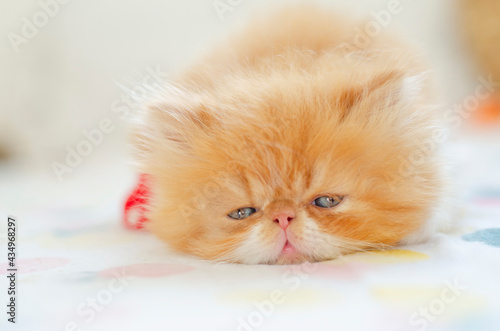 sleeping little persian kitten