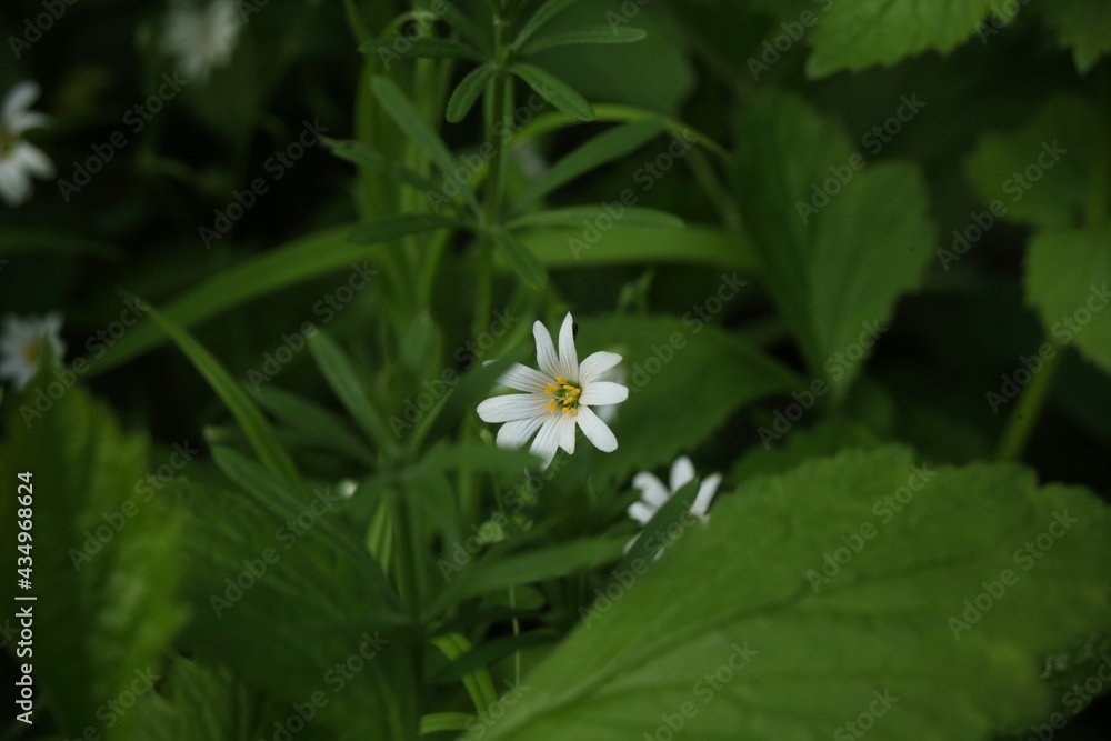 Biały kwiat wśród soczyście zielonej roślinności - obrazy, fototapety, plakaty 