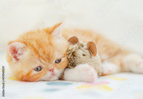little persian kitten playing on isolated background