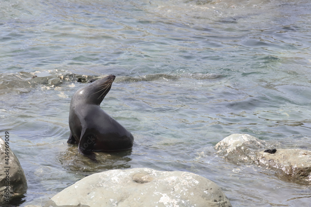 Fototapeta premium Neuseeländischer Seebär / New Zealand fur seal / Arctocephalus forsteri