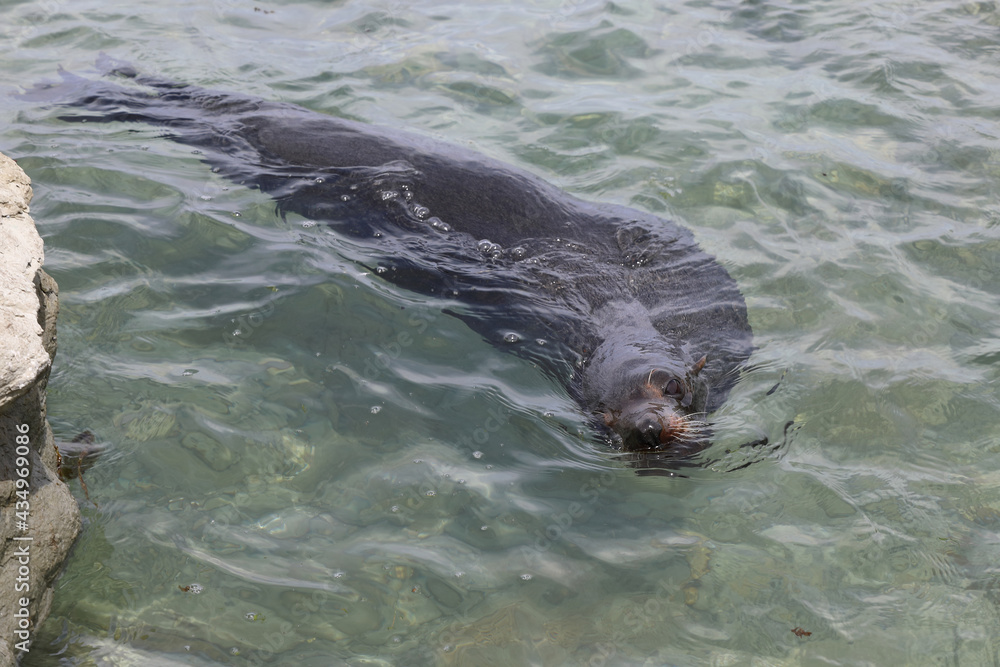 Obraz premium Neuseeländischer Seebär / New Zealand fur seal / Arctocephalus forsteri