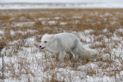Arctic fox in winter time in Siberian tundra.