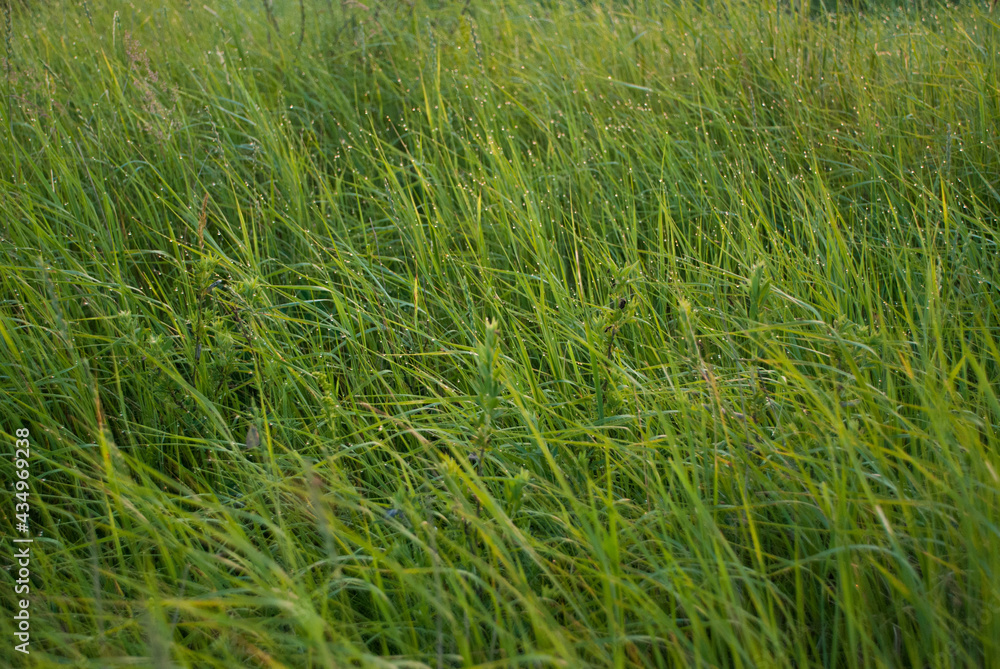 nature trees sky green grass nature trees sky green grass