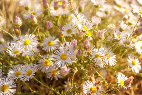 white daisy patch of flowers in the outdoors during golden hour with direct sunlight on daisies