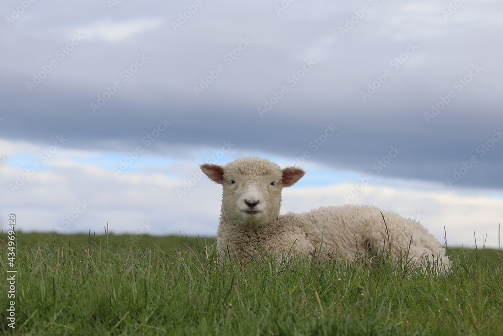 Romneyschaf / Romney sheep / Ovis.
