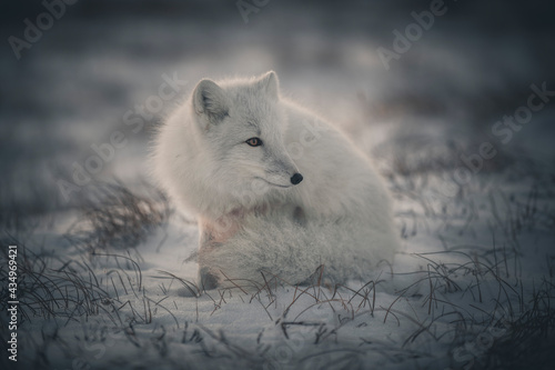 Wild arctic fox (Vulpes Lagopus) in tundra in winter time. White arctic fox. © Alexey Seafarer