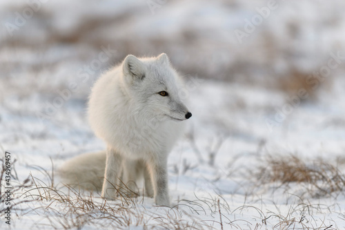 Arctic fox in winter time in Siberian tundra close up.