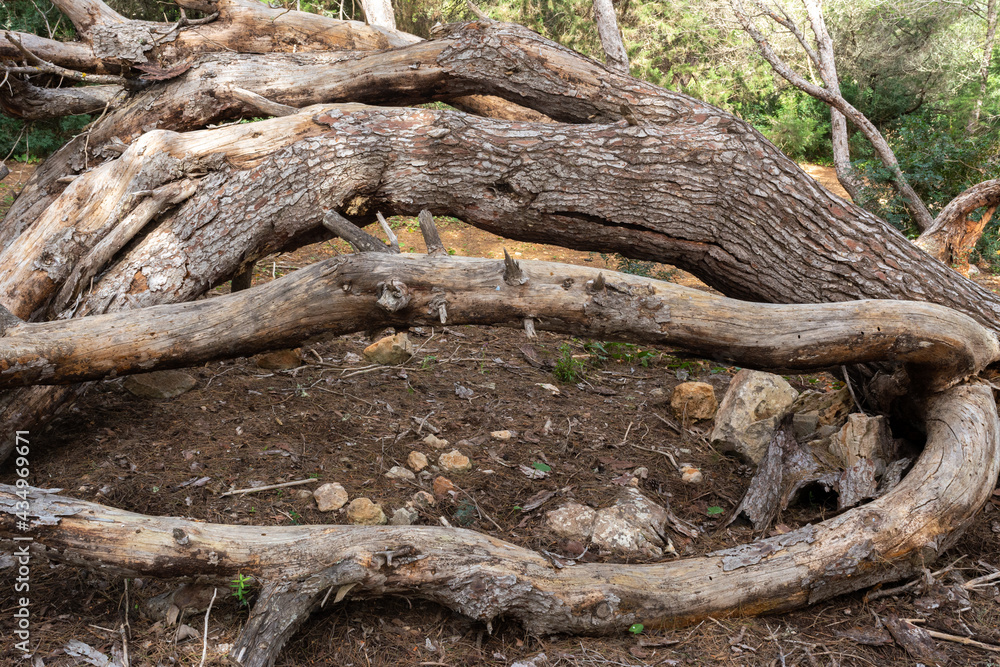 The trunks of fallen trees, covered with moss in a groomed forest trunks, of trees, fallen in the forest The trunks of fallen trees, covered with moss in a groomed forest trunks, of trees, fallen in the forest