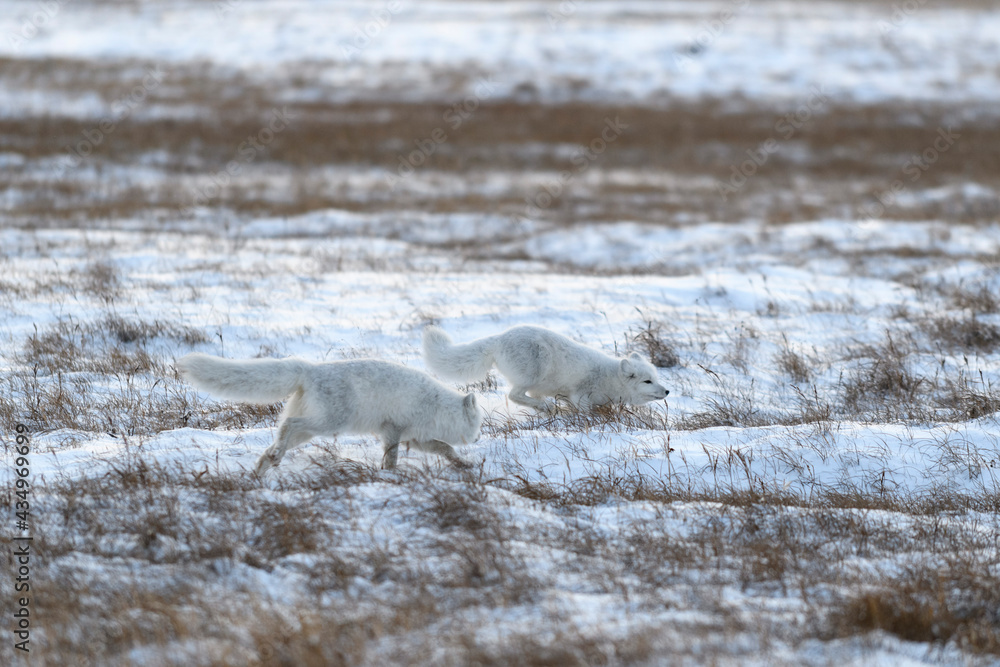 Two young arctic foxes (Vulpes Lagopus) in wilde tundra. Arctic fox playing. Two young arctic foxes (Vulpes Lagopus) in wilde tundra. Arctic fox playing.