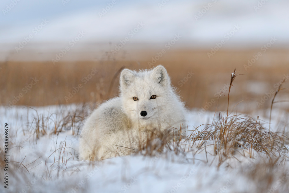 Obraz premium Wild arctic fox (Vulpes Lagopus) in tundra in winter time. White arctic fox lying.