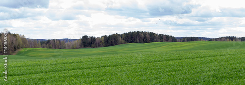 Panorama of a large green hilly agricultural field over a cloudy sky. A couple of storks are flying over the field. A forest grows beyond the field.