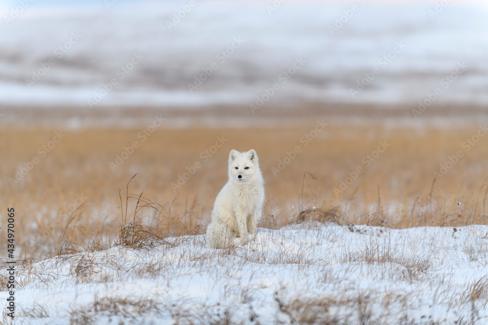 Arctic fox (Vulpes Lagopus) in wilde tundra. Arctic fox sitting. Arctic fox (Vulpes Lagopus) in wilde tundra. Arctic fox sitting.