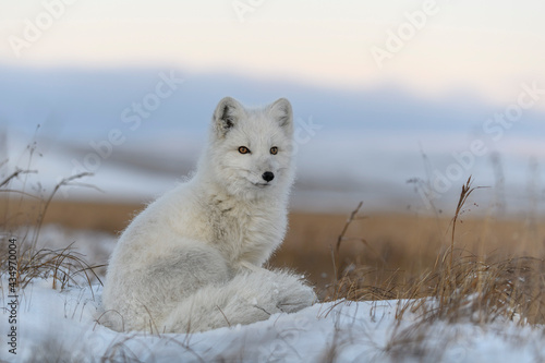 Arctic fox in winter time in Siberian tundra close up.