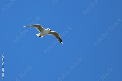 Rotschnabelm  we   Red-billed gull   Larus scopulinus.