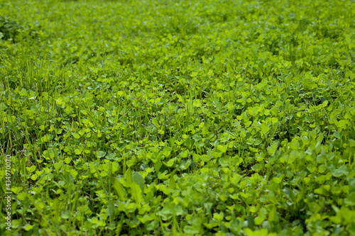 Green lawn made of clover. Summer glade.