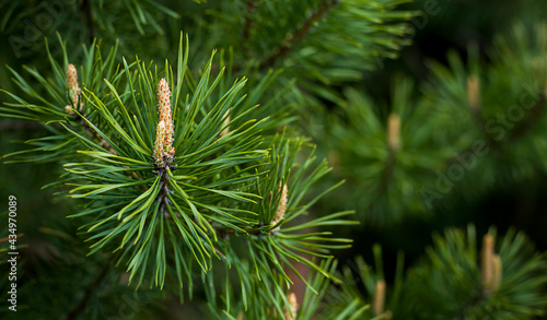 Spruce branch with a cone. Coniferous tree.