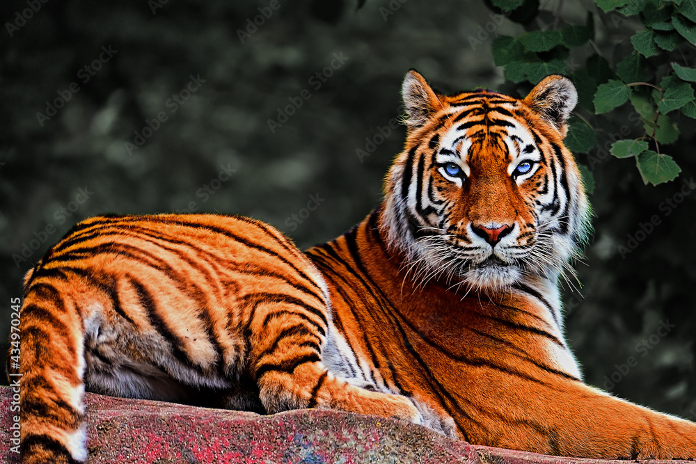 Obraz premium tiger in the zoo