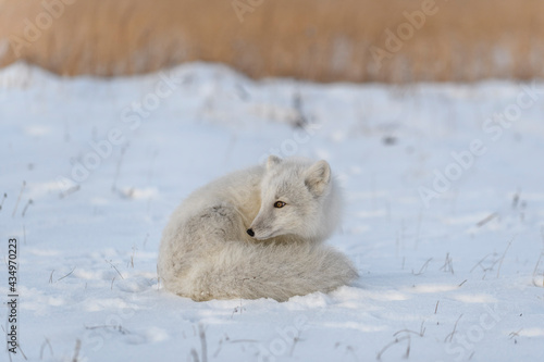 Wild arctic fox (Vulpes Lagopus) in tundra in winter time. White arctic fox lying.