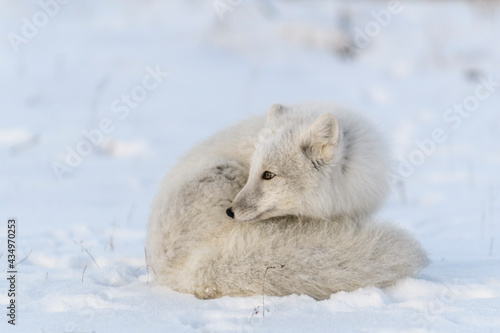 Arctic fox in winter time in Siberian tundra close up.
