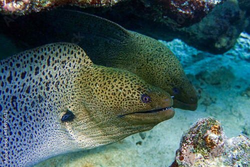 Moray eel - Gymnothorax javanicus (Giant moray) in the Red Sea, © mirecca