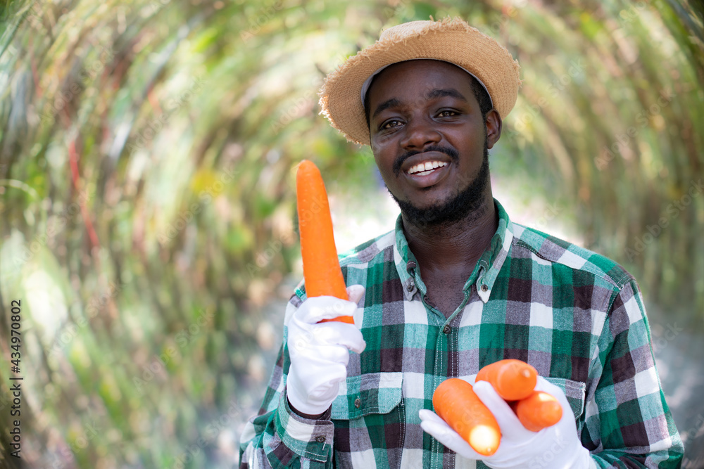 Fototapeta premium African farmer holding fresh carrots in hands on organic farm.Agriculture or cultivation concept