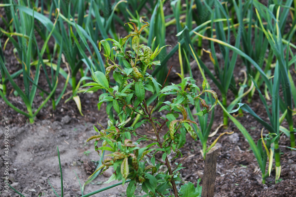 Curl of tree leaves, peach disease Selective focus Curl of tree leaves, peach disease Selective focus