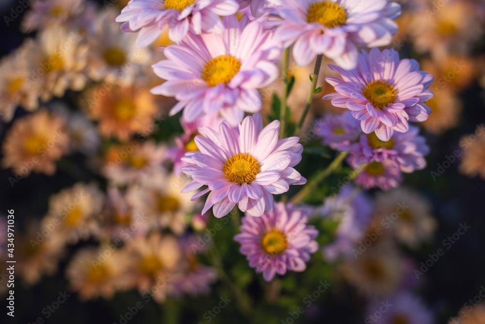 close up Blue flowers background. Blue chrysanthemums.