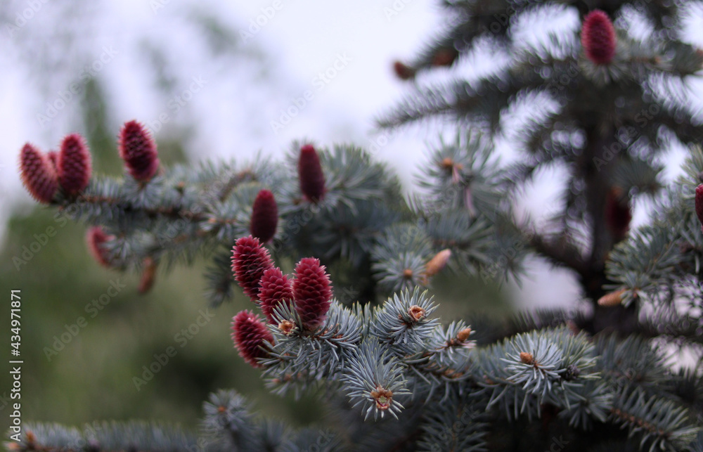 Blooming blue spruce cones in the forest in spring