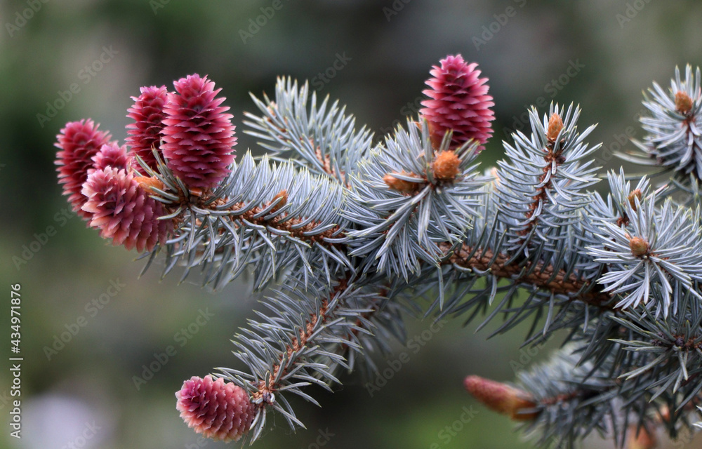 Blooming blue spruce cones in the forest in spring Blooming blue spruce cones in the forest in spring