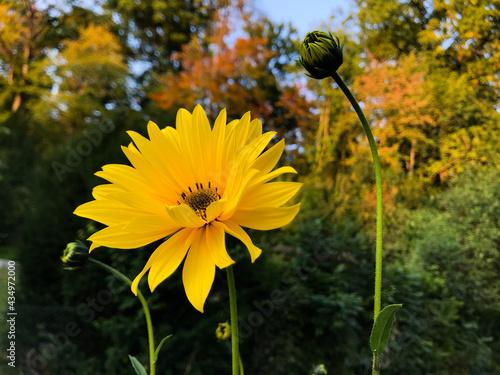 A yellow blooming stiff sunflower (Heliantbus pauciflorus). Trees and bushes are in the background. photo