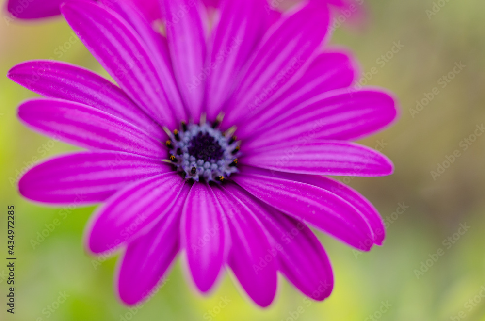 close up of pink daisy flower close up of pink daisy flower