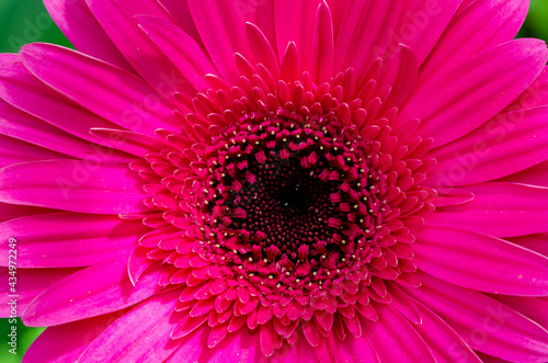 close up of pink daisy flower