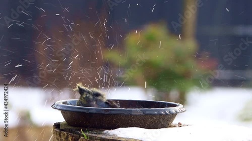 bird Parus caeruleus, blue tit, bathing day, fun
