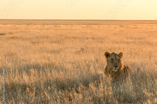 young male lion in savannah at sunset in etosha pan national parc