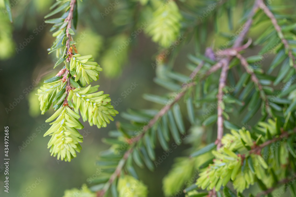 Close up of new growth of an eastern hemlock tree