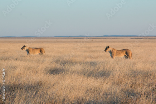 two lionesses standing in savannah in sunset light in etosha national parc 
