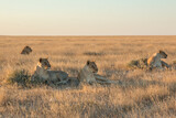okondeka lion pride in savannah at sunset in etosha national parc