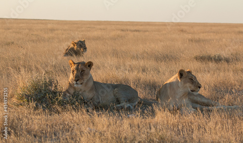 Okondeka lion pride in savannah at sunset in etosha national parc