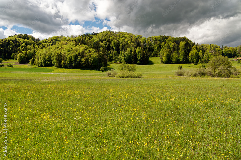green spring landscape with big flower meadow and forest in background with dramatic cloudy sky, sunshine, without people green spring landscape with big flower meadow and forest in background with dramatic cloudy sky, sunshine, without people