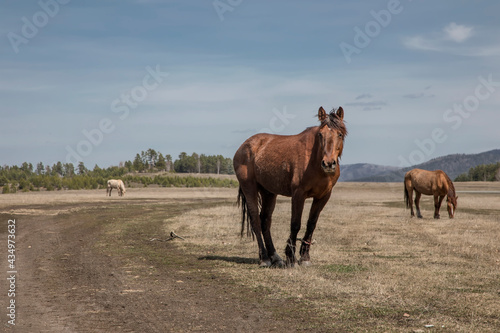 A beautiful horse stands in the field. Horse portrait. Sunny day. Blue sky. Horse in the village. © Kooper