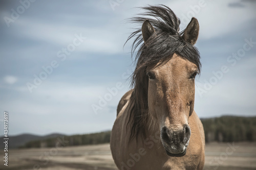 A beautiful horse stands in the field. Horse portrait. Sunny day. Blue sky. Horse in the village. © Kooper