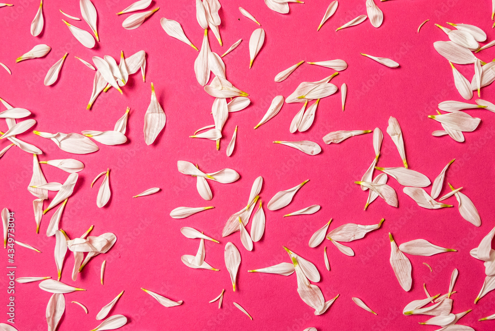 Creative romantic concept. White chrysanthemum petals on a pink pastel background. Creative romantic concept. White chrysanthemum petals on a pink pastel background.