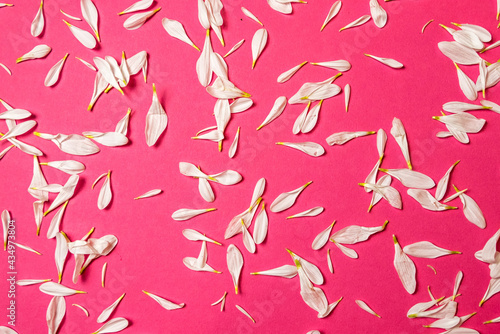 Creative romantic concept. White chrysanthemum petals on a pink pastel background.