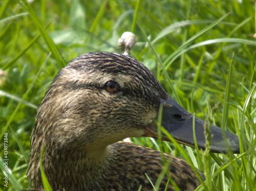 Kaczka krzyżówka (Anas platyrhynchos)  - samica portret . Mallard Duck - female portrait.  photo