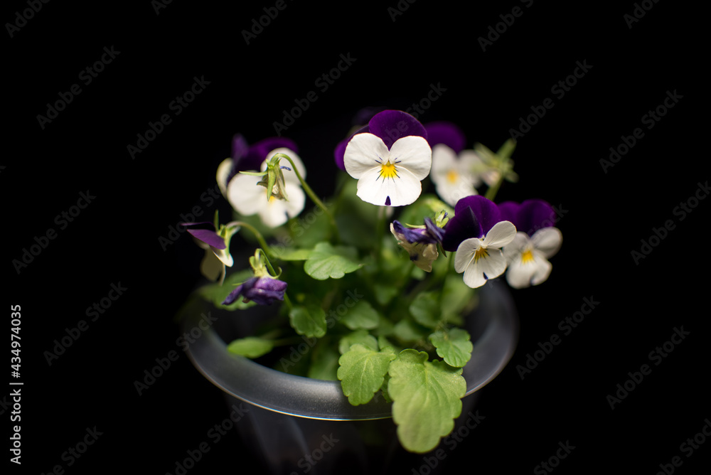 Naklejka premium miniature light purple and white two tone flowers pansies violets violas bloomed at home in a transparent pot on a black background with bright fresh green foliage