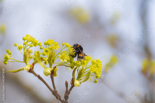 Closeup of bumblebee sitting on yellow-green flower of Norway maple (Acer platanoides) on sunny spring day © Ilga