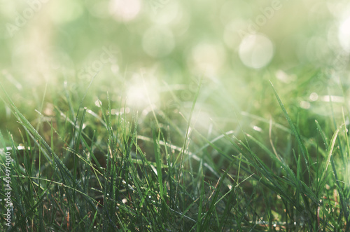 grass with defocus lights