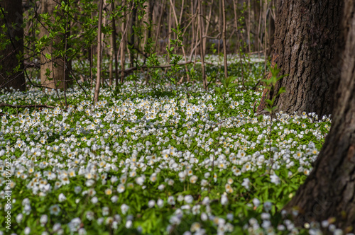 Blooming field of white flowers of wood anemone among old big trees in old park in spring