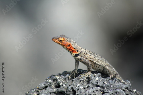 Female lava lizard on lava rock at Urbina Bay, Isabela Island, Galapagos, Ecuador photo